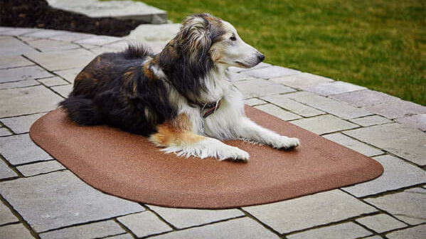 The Best Dog Calming Products