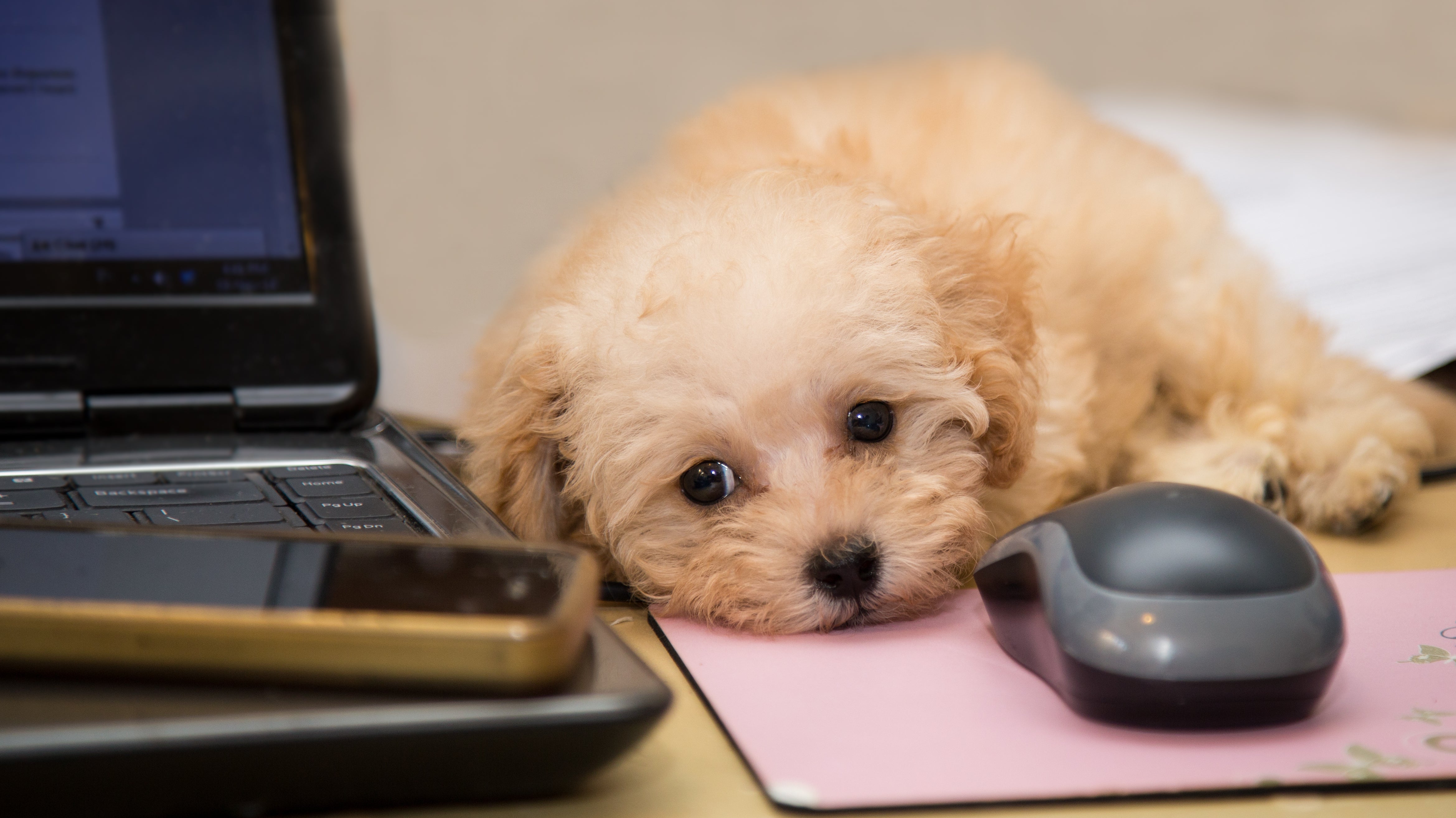 Ways to Create Pet-Friendly Workplaces