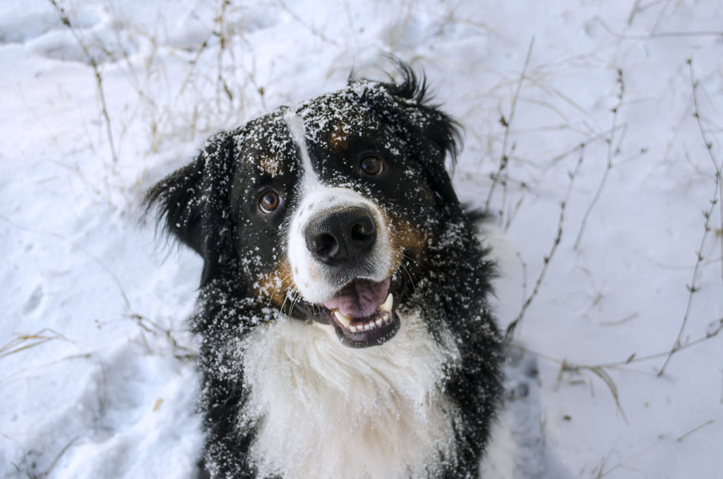Dogs and Cold Weather: Keeping Them Safe and Warm
