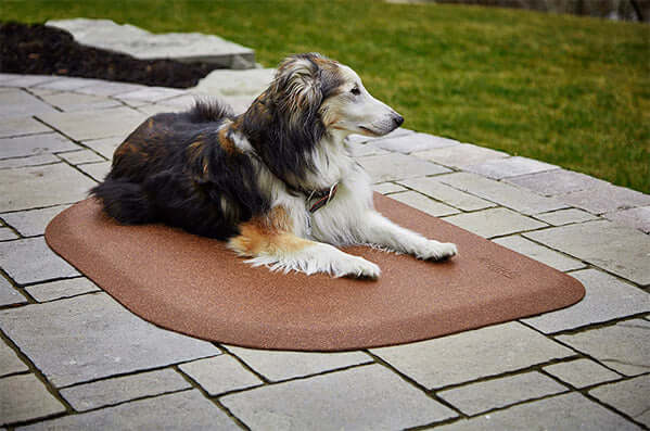 The Best Dog Calming Products