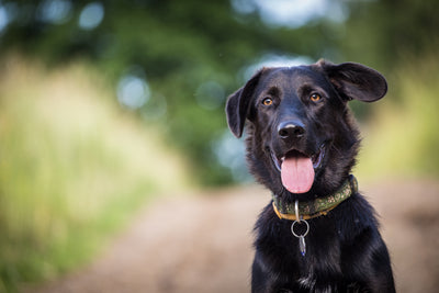 Safe Human Food for Dogs