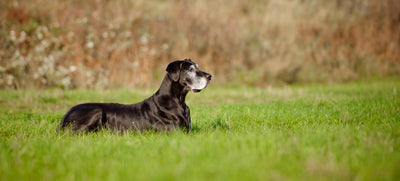 Senior Dog Diet Ideas