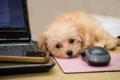 Ways to Create Pet-Friendly Workplaces