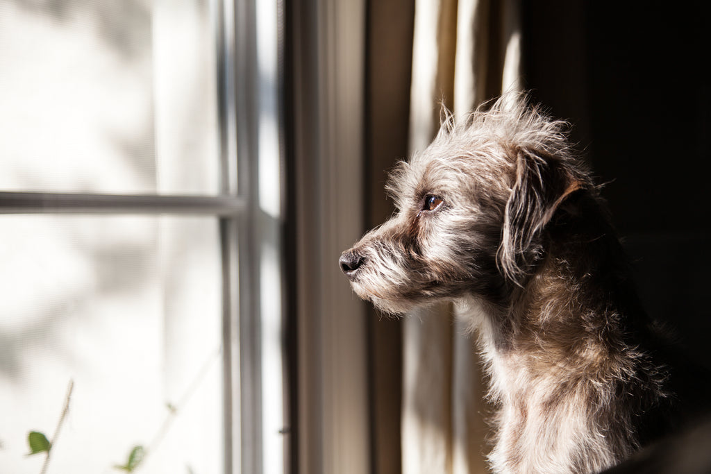 Tips for Tackling Pet Separation Anxiety