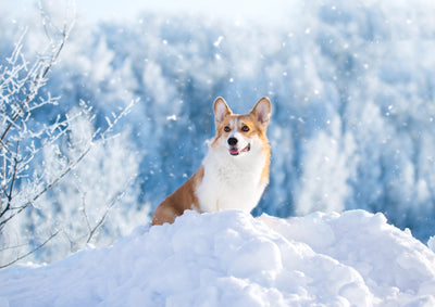 5 Tips for Winter Care for Dogs